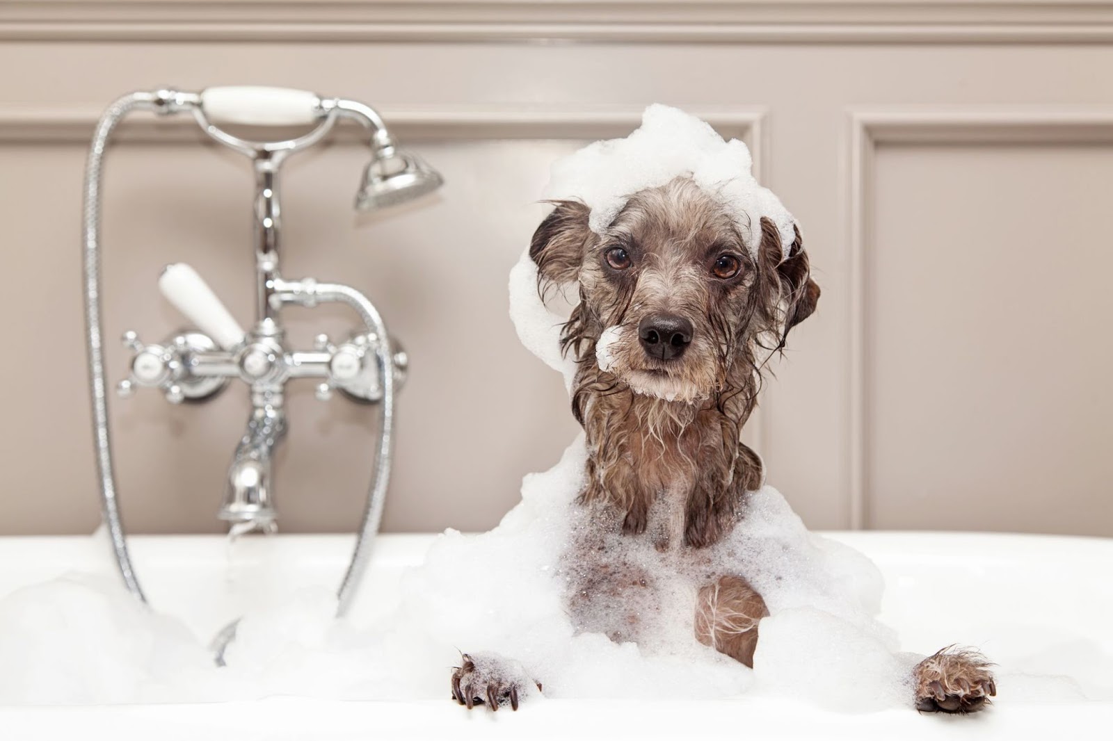 TẮM CHÓ MÈO CAO LÃNH – DỊCH VỤ TẮM SPA SẠCH THƠM, DƯỠNG LÔNG MỀM MƯỢT TẠI GIA KHANH PETS