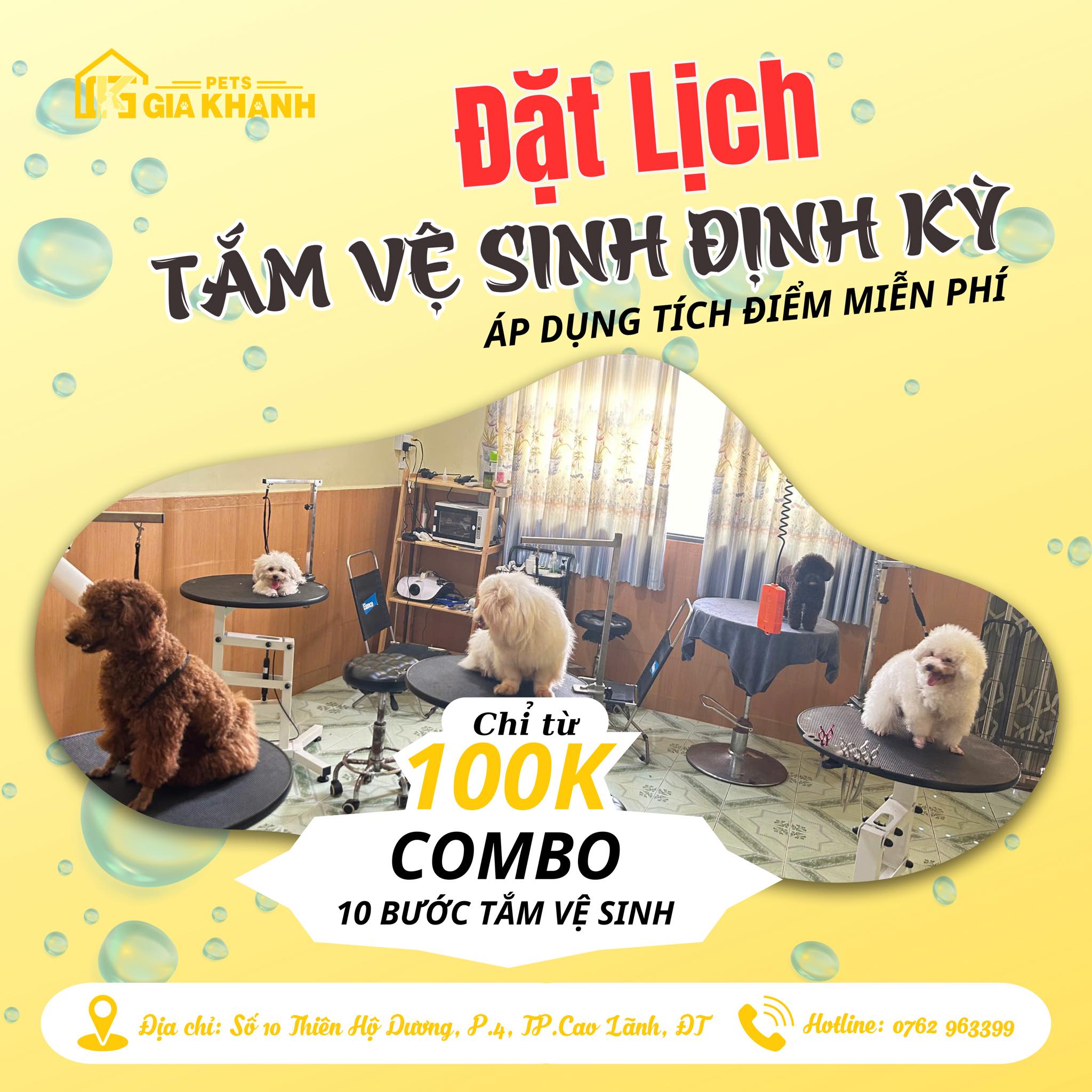 Spa Thú Cưng Có Thực Sự Cần Thiết Hay Chỉ Cần Tắm Ở Nhà?