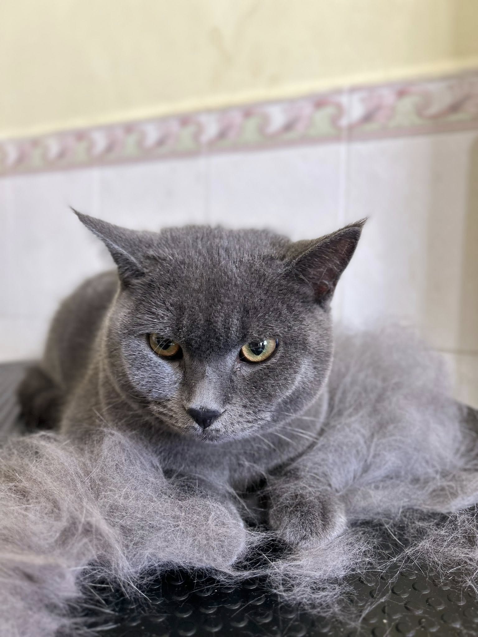 CẮT TỈA LÔNG MÈO CAO LÃNH – GROOMING NHẸ NHÀNG, GIÚP BÉ GỌN GÀNG, XINH XẮN TẠI GIA KHANH PETS