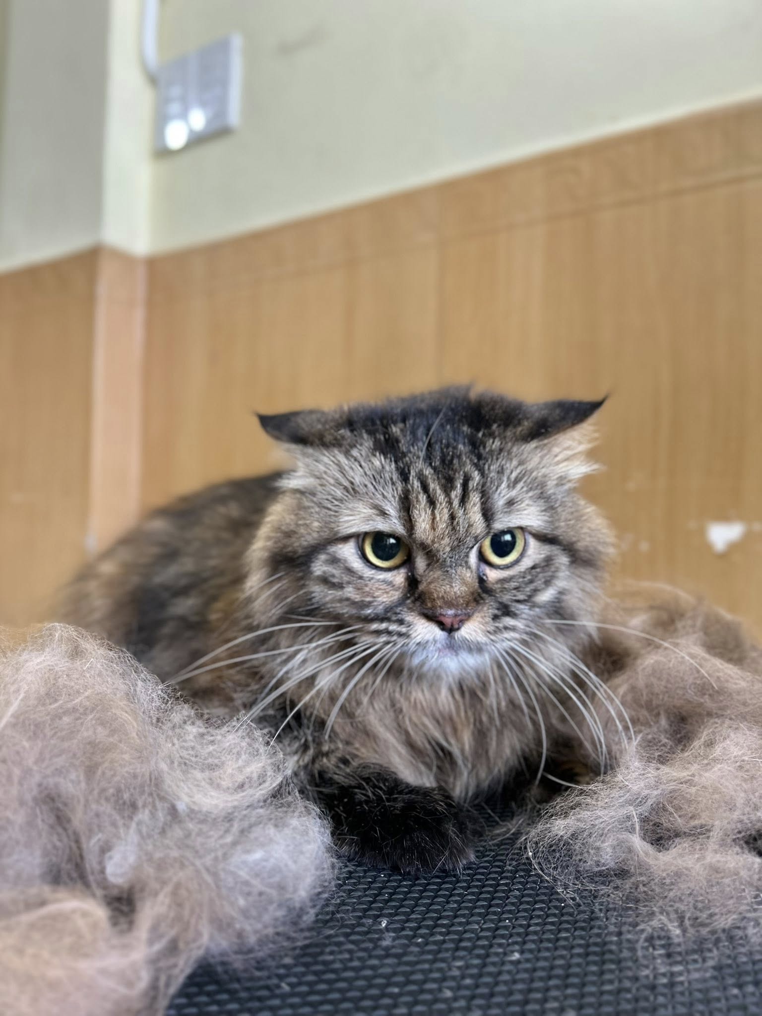 SPA CHÓ MÈO CAO LÃNH – DỊCH VỤ GROOMING THÚ CƯNG CHUYÊN NGHIỆP TẠI GIA KHANH PETS