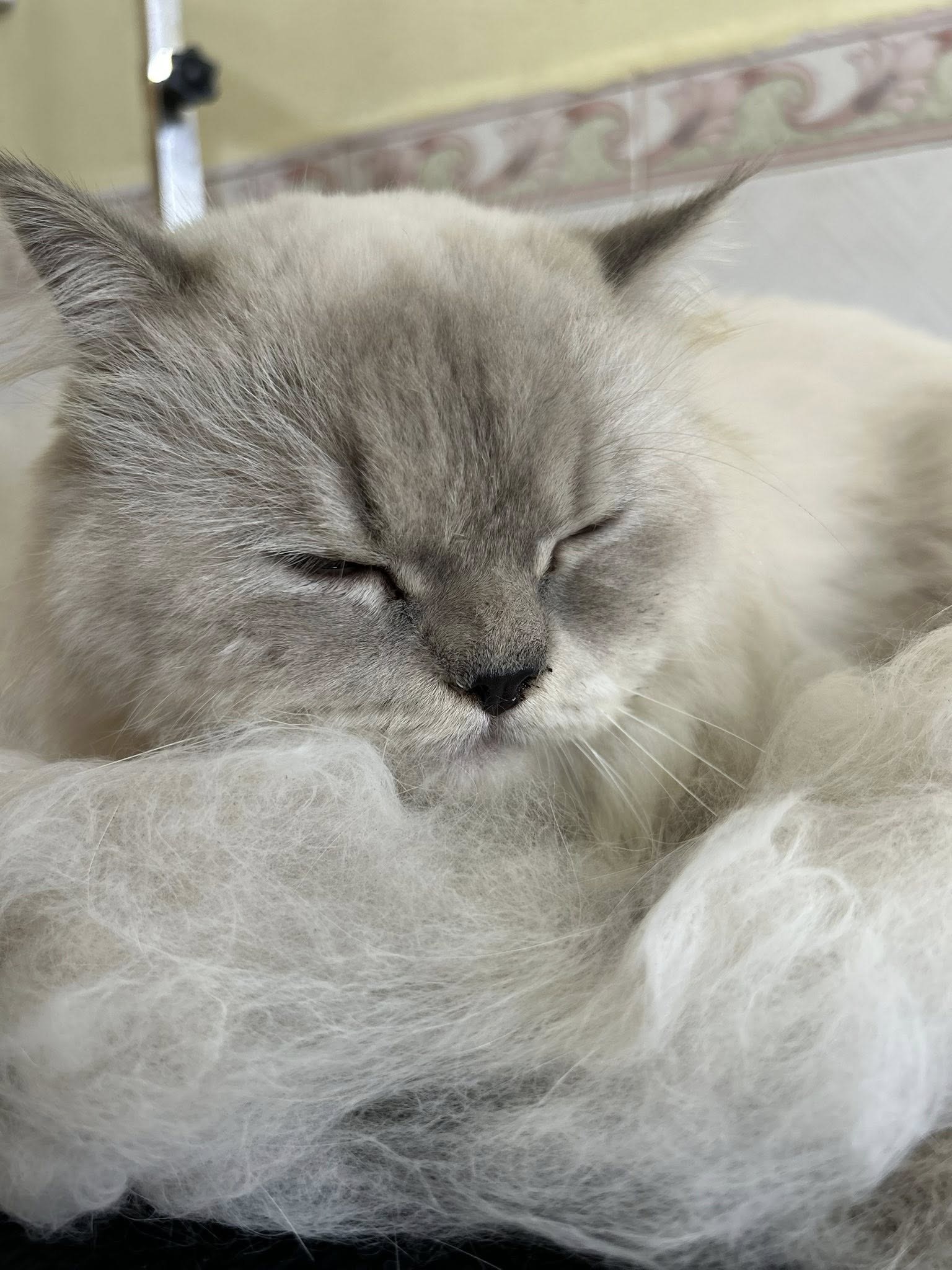 DỊCH VỤ VỆ SINH TAI CHO CHÓ MÈO CAO LÃNH – GIÚP BÉ SẠCH SẼ, THOẢI MÁI HƠN TẠI GIA KHANH PETS