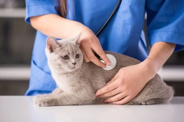 DỊCH VỤ ĐIỀU TRỊ BỆNH CHO CHÓ CAO LÃNH – CHĂM SÓC SỨC KHỎE CHO 