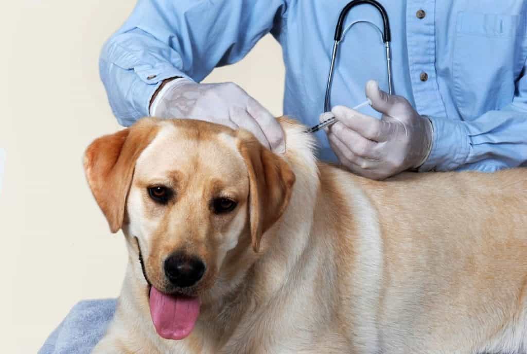 DỊCH VỤ CHĂM SÓC SỨC KHỎE ĐỊNH KỲ CHO CHÓ MÈO TẠI CAO LÃNH – GIA KHANH PETS