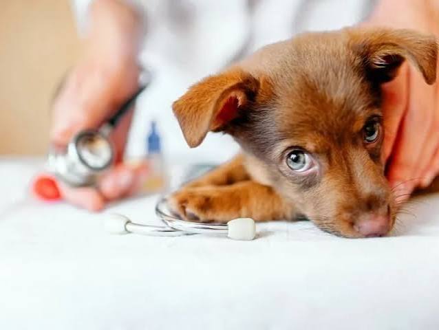 DỊCH VỤ TẨY GIUN CHO CHÓ MÈO CAO LÃNH – CHĂM SÓC SỨC KHỎE ĐỊNH KỲ TẠI GIA KHANH PETS