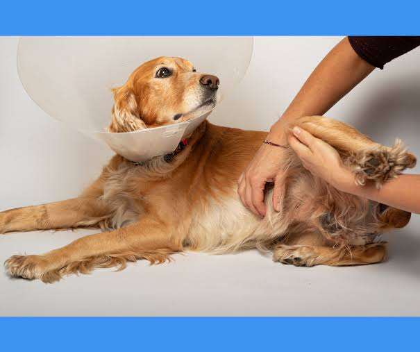 DỊCH VỤ TRIỆT SẢN CHÓ CAO LÃNH – CHĂM SÓC THÚ CƯNG AN TOÀN TẠI GIA KHANH PETS