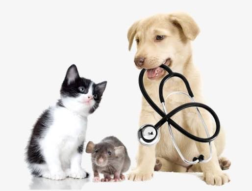 PHÒNG KHÁM THÚ Y CAO LÃNH – DỊCH VỤ KHÁM VÀ CHĂM SÓC SỨC KHỎE CHÓ MÈO TẠI GIA KHANH PETS