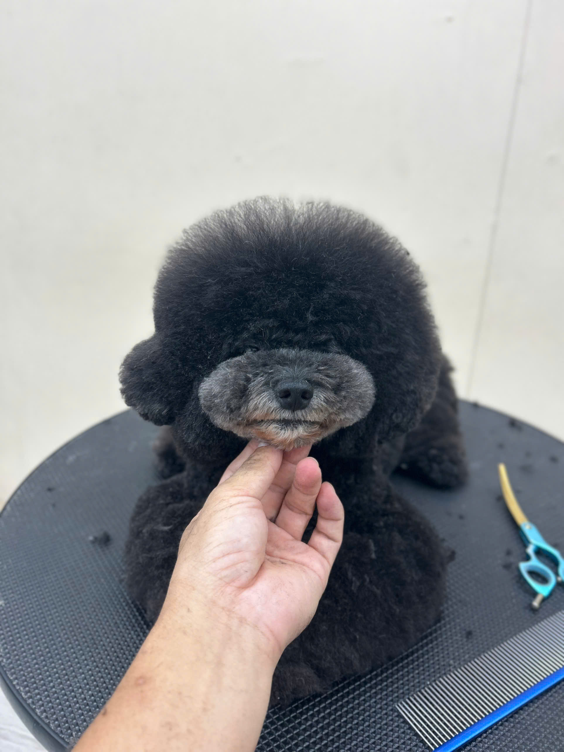 SPA CHÓ MÈO CAO LÃNH – DỊCH VỤ GROOMING THÚ CƯNG CHUYÊN NGHIỆP TẠI GIA KHANH PETS