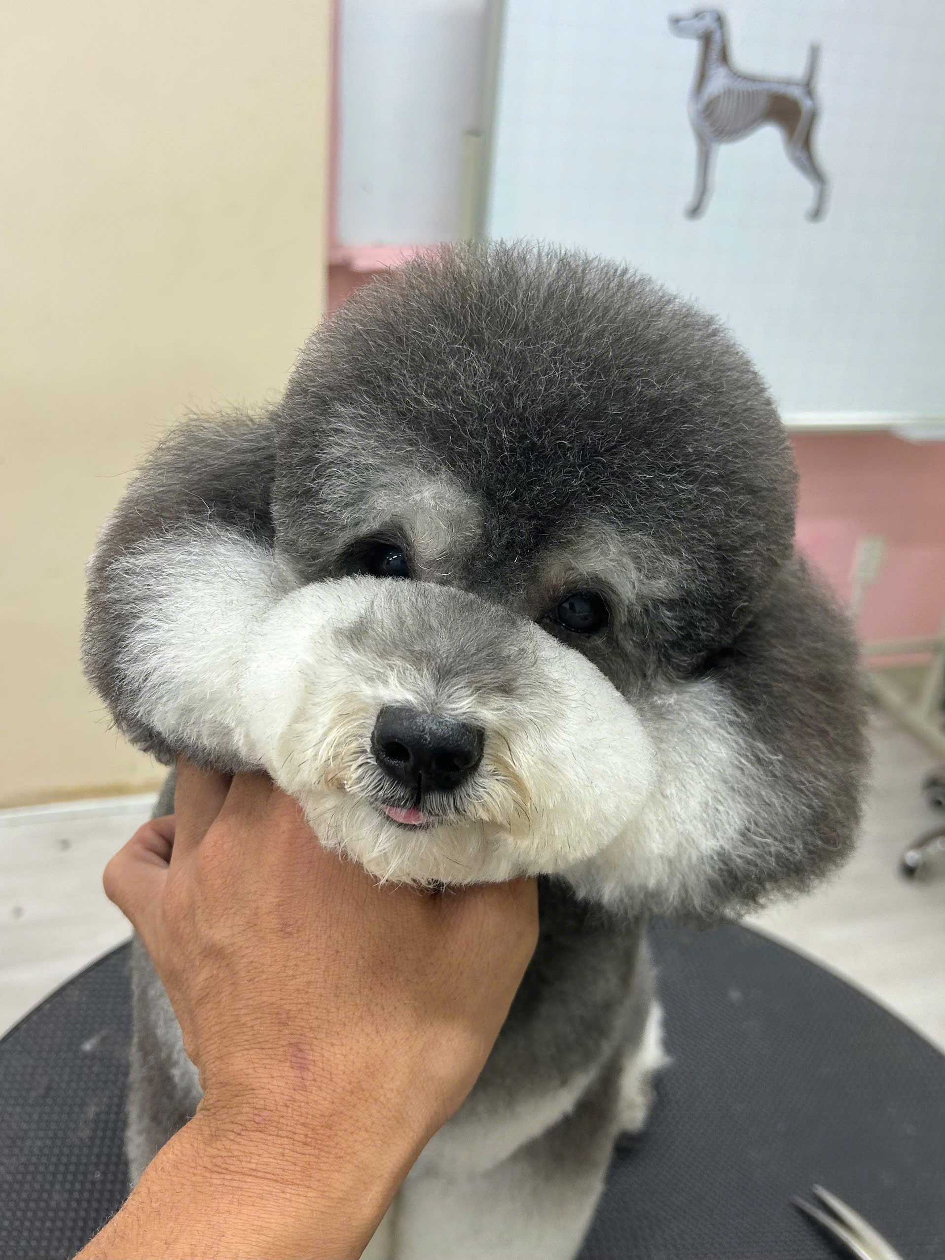 CẮT TỈA LÔNG CHÓ CAO LÃNH – TẠO KIỂU ĐẸP PHÙ HỢP TỪNG GIỐNG CHÓ TẠI GIA KHANH PETS